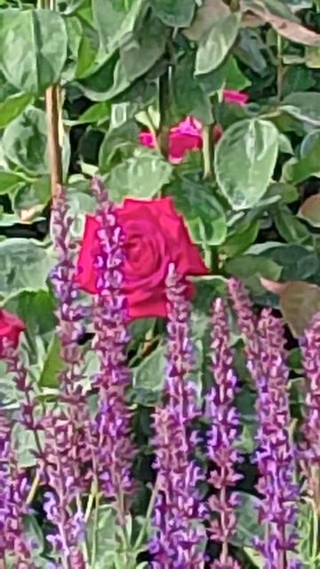 VID_20260605_074427