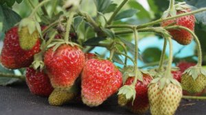Что я даю клубнике во время налива ягод — проверено и очень вкусно
