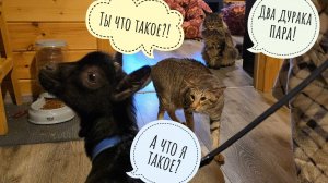 Козёл пришёл делать нервы Псу Кубику и треугольному коту. Кошке Морошке всё нравится