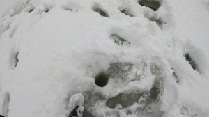Хариус зимой.Немного дают.