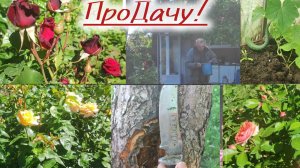 Розы, яблоня, рыбак, теплица, всё про дачу!