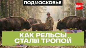 Рельсы на лесную тропу. Как бывший железнодорожник Николай Петров стал хранителем зубров в Серпухове