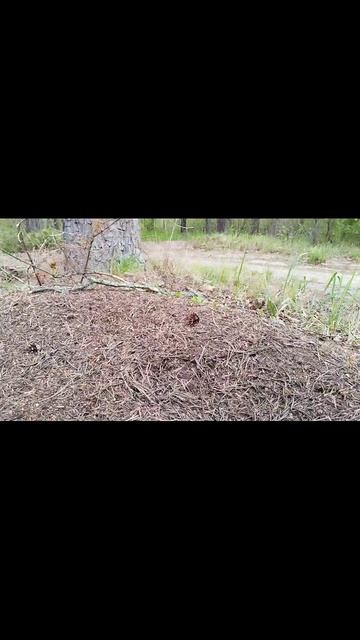 лесные муравьи смотреть онлайн