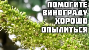 Помогите винограду хорошо опылиться! (18.06.2023) (Видеоблог Давида Алверцяна)