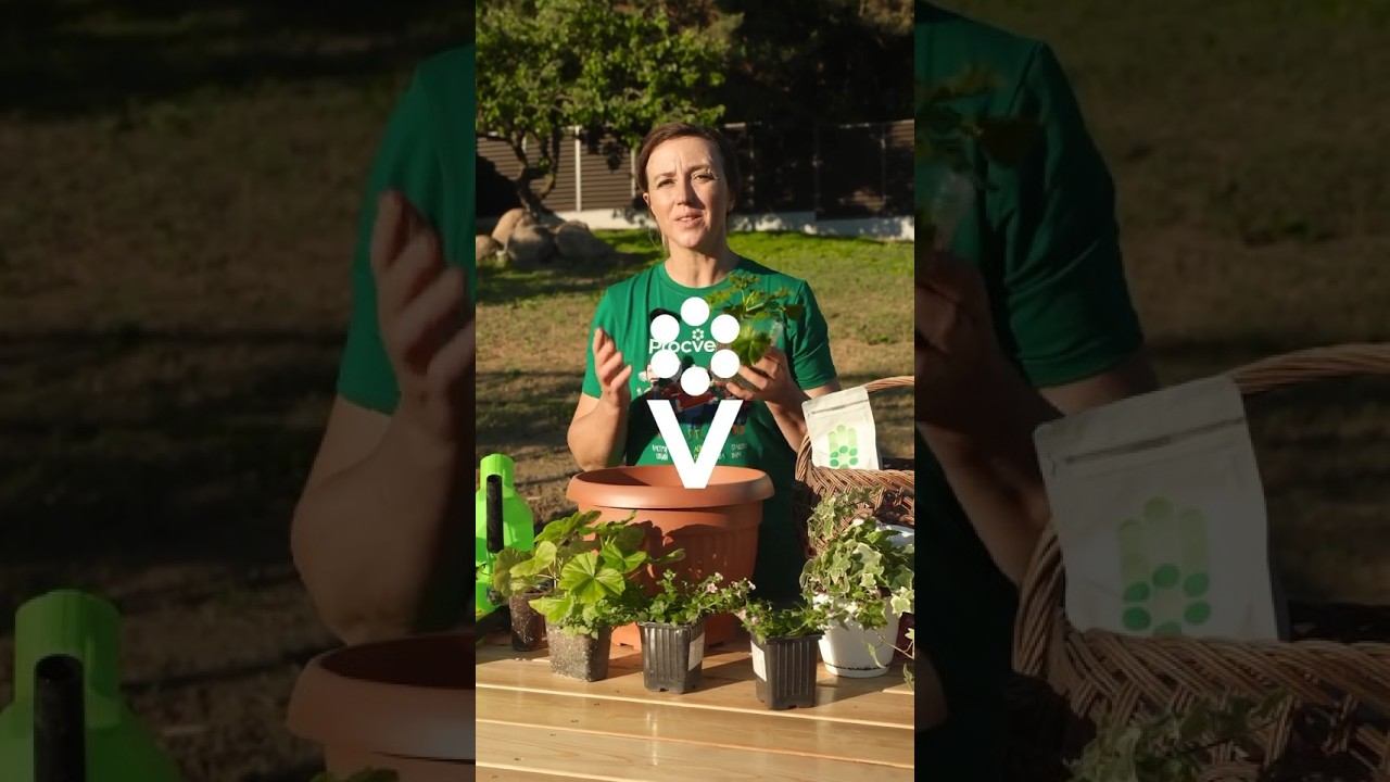 Пеларгония будет пышно цвести всё лето до поздней осени! Посадите так в кашпо и отправьте на улицу!