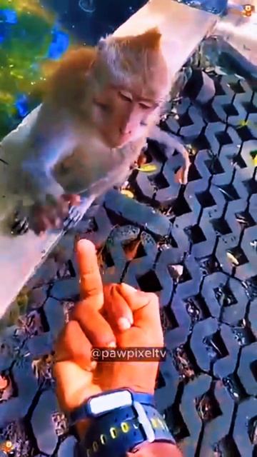 как довести обезьяну 🤣🤣🤣😂