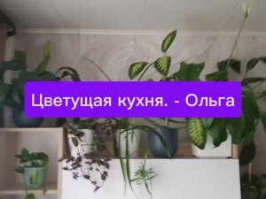 Цветочный день- рассказываю о цветочках