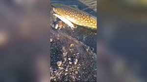Кунджа на воблер Fishka 110 мм (17 гр) от Mr. Musurok🔥