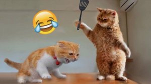 Приколы с животными🤗 Смешные видео про животных 🤗СМЕШНОЕ ВИДЕО😍 Наши любимые смешные животные