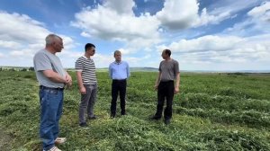 Олег Зубков выезжает на поля колхоза, там новая техника заготавливает зеленые корма для коров❤️