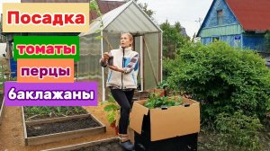 🌿 Переселяем рассаду на ПМЖ: высадка томатов, перцев и баклажанов в грунт.