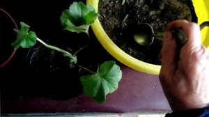 Черенки королевской пеларгонии, пересадка🌺