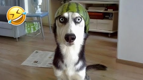 50 САМЫХ Смешных моментов с собаками🐶 смотреть онлайн