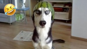 50 САМЫХ Смешных моментов с собаками🐶