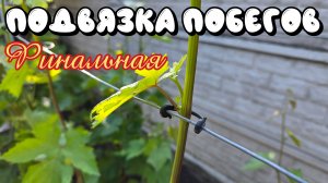 ПОДВЯЗКА ПОБЕГОВ винограда. Финальная.