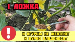 1 ЛОЖКА и огорцы не желтеют и бурно плодоносят