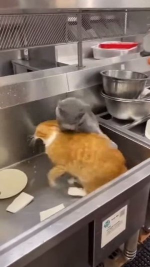 коты, юмор