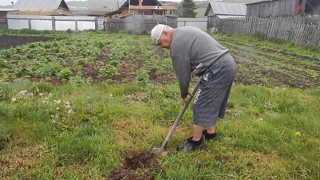 Пересадка посеянных в том году персиков