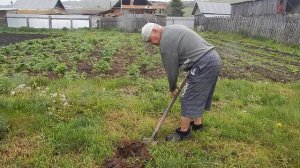 Пересадка посеянных в том году персиков