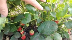 КЛУБНИКА 🍓 РАДУЕТ
