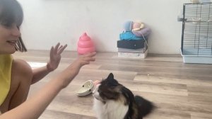 играю со своей кошкой