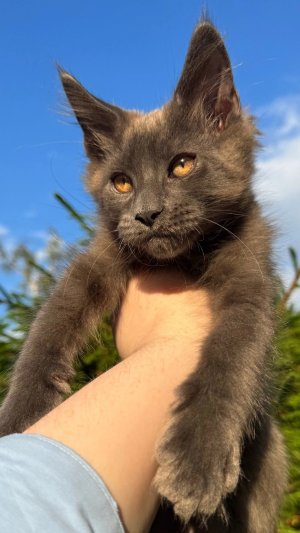 📱 +79213521113 🐱 ПИТОМНИК ПРЕДЛАГАЕТ КРУПНЫХ КОТЯТ ПОРОДЫ МЕЙН-КУН