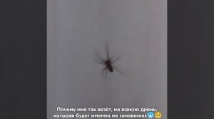 Я вообще случайно жука увидел на занавеске (Вот так вот и спи в деревнях, всякая дрянь вокруге)