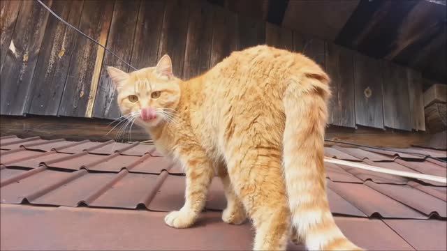 Рыжий кот Мишка