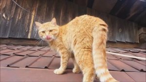 Рыжий кот Мишка