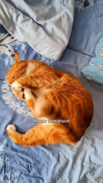 Вопросы про котов кот