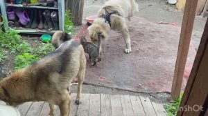 Жизнь в развалюхе Бабушка старенькая , путается во времени