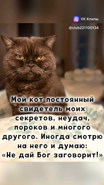 vkclips_20260527100741