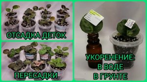 Отсадка и рассадка деток фиалок. Пересадки в больший объём.