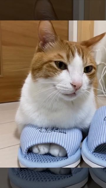 Видео от Tom and Сats  Кот на карте