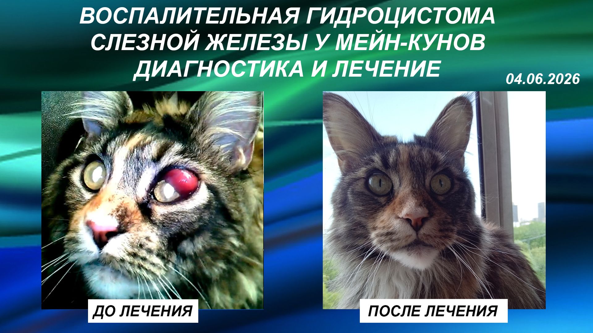 Воспалительная гидроцистома слезной железы у мейн-кунов. Диагностика и лечение смотреть онлайн