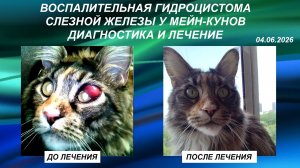 Воспалительная гидроцистома слезной железы у мейн-кунов. Диагностика и лечение