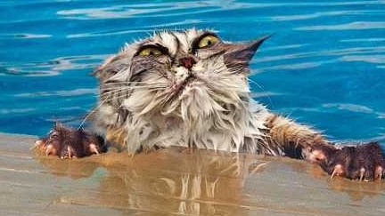 80 САМЫХ Смешных моментов с животными🐾 смотреть онлайн