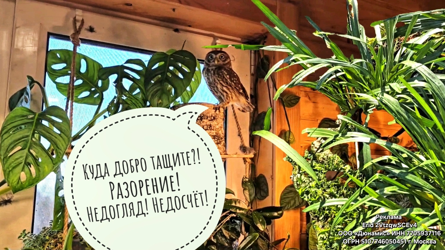 Выселяю орхидеи цимбидиумы из Совешни на улицу - пора закаляться! Как помочь им перенести стресс? смотреть онлайн