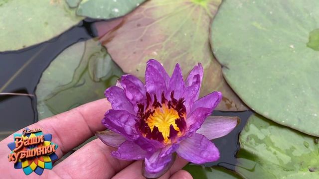 Нимфея Ruffle (Гофрированный) кувшинка, waterlily, водные растения, пруд
