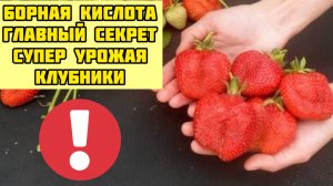 БОРНАЯ КИСЛОТА-ГЛАВНЫЙ СЕКРЕТ СУПЕР УРОЖАЯ КЛУБНИКИ! Уход во время цветения!