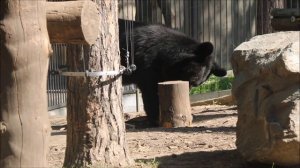 Уссурийские белогрудые медвежата Фима и Дуся 03.06.2026