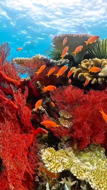 Красота
