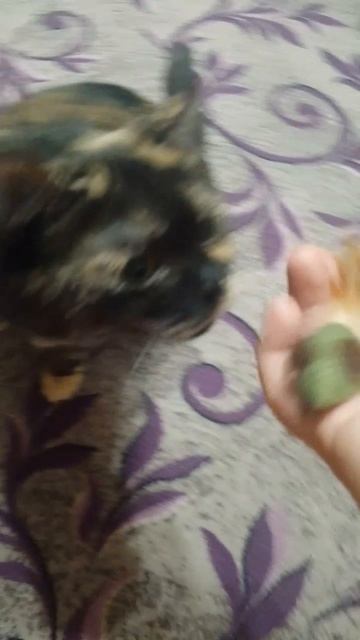 Порадовать решили нашу кошечку