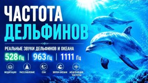 ЧАСТОТА ДЕЛЬФИНОВ 🐬 Настройка на Новое Сознание | Реальные Звуки Океана | 528 Гц • 963 Гц • 1111 Гц