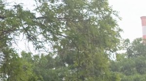 Гремит как!⛈️ В Кисловодске опять дождь, после нескольких солнечных деньков.