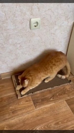 Когтеточка лёгкая и удобная!❤️