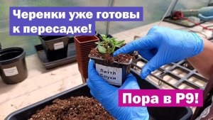 Перевалка УКОРЕНИВШИХСЯ ЧЕРЕНКОВ метельчатой гортензии в P9