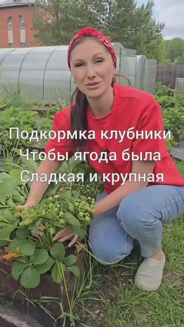 Подкормка клубники чтобы ягода была сладкая и крупная.