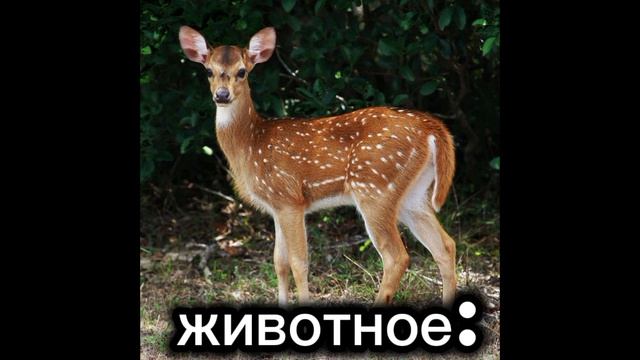 люблю вас
вытоп