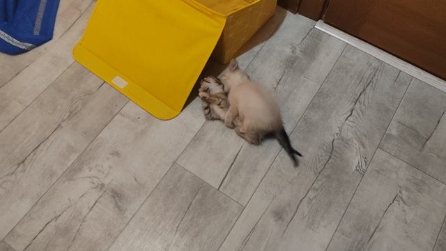 Про и Си отрабатывают приемы с выходом на болевой (котоспецназ 2)